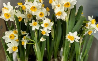 恋爱期间适合送什么花，可选择百合、玫瑰、勿忘我等品种