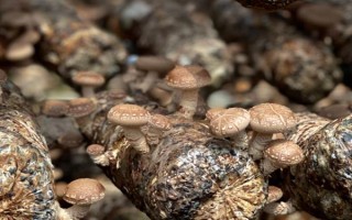 如何预防香菇畸形，需因地制宜选用合适的品种