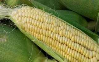 辽玉糯1号玉米品种简介，高抗丝黑穗病