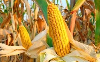 延科288玉米种子简介，中上等肥力地块种植