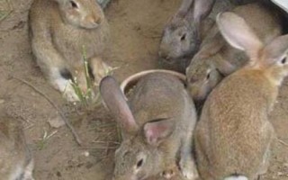 农村养殖思麻兔的前景，市场需求大、目前来看具有不错的潜力