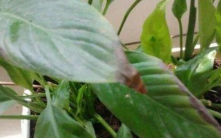 白掌的叶子发黄怎么处理，需保证充足的光照和停止施肥