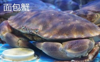 面包蟹和梭子蟹哪个好吃,各有风味