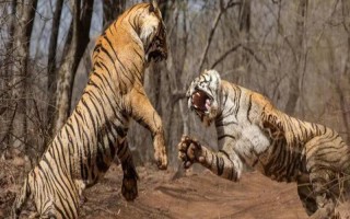 老虎的繁殖期，一般是11月份至翌年2月份左右