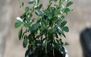 扦插九里香怎么快速生根，可从母株上剪取带有芽点的枝条插入土壤中