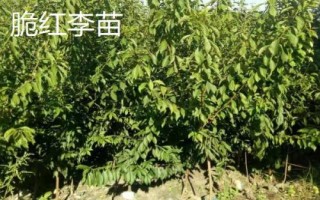 李子树苗批发价格,选择适合当地种植的品种