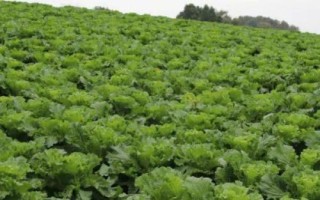 儿菜种植技术要点,通常在8-9月份种植
