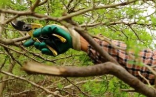 刺梨的修剪方法，在冬季只宜剪除枯枝、病虫枝、衰老枝