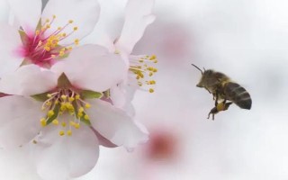 影响蜜蜂繁殖的原因,主要有蜜源、温度、湿度等