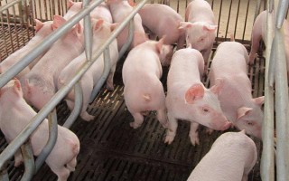 仔猪拉黄痢怎么处理，先对全窝的猪仔使用氯霉素等药物