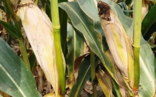 安育607玉米品种简介，在适应区5月5日左右播种