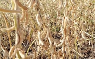 周豆17号大豆种子简介,每亩密度1.5万株