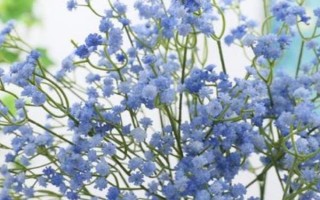 两支蓝色满天星代表什么，具有梦幻唯美、默默守护等含义