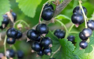 如何判断黑加仑是否成熟，果实变黑并产生白霜便代表成熟