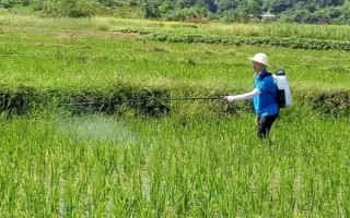 水稻直播后经过多长时间才能打封闭药，一般要经过2-4天左右