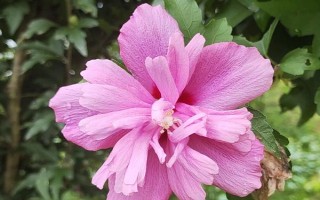 木槿花的寓意,寓意坚韧、质朴、永恒的爱意等