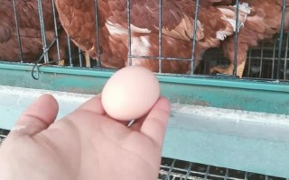 鸡不下蛋的原因，可能是日龄过大或光照不足等