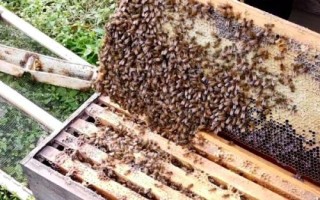 怎么防治蜜蜂螺原体病,早春要注意做好通风降湿工作