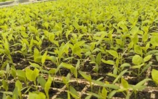 麦茬小辣椒怎么种植，需挑选株型紧凑的品种