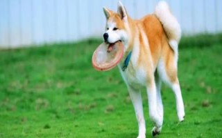 秋田犬的性格,具有稳重机警、胆大独立、高傲等特点