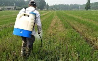 使用二氯喹啉酸要注意什么，与杀草丹等药物混用可扩大除草谱