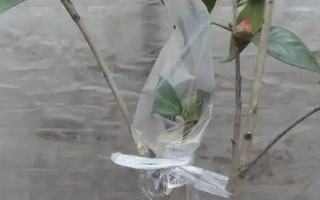 茶花是如何嫁接的，通常在6月份或者7月份进行