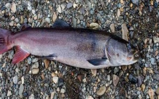 大红鱼是什么，又叫哲罗鲑为国家二级保护动物