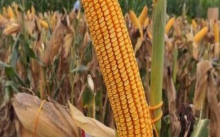 士惠628玉米种简介，每亩种植密度为3500-3800株