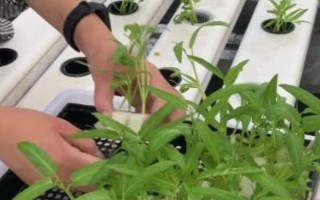 空心菜如何无土栽培，播种前需先浸种