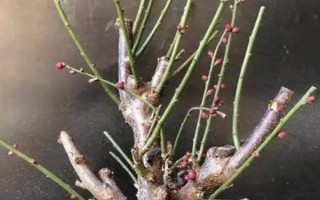 梅花的养殖方法，喜欢在阳光充足的条件下生长