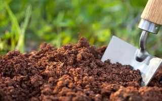 月季花如何养殖，要遵循干透浇透的浇水原则