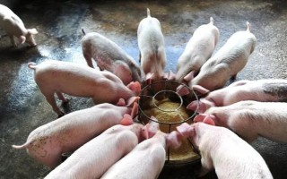 1到3个月的猪仔如何喂养，一个月后要进行断奶处理