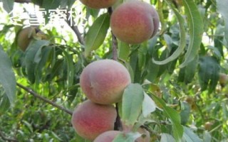 毛桃的品种都有哪些，这几个都是优质品种