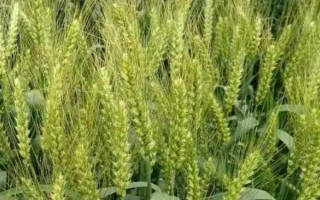 新麦19号小麦种子介绍,全生育期215天