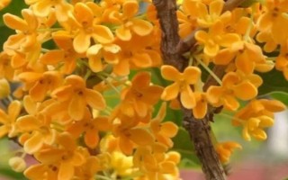 一年开一次且八月放异香的是什么花，是指桂花