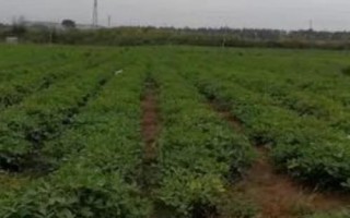 连作花生怎么防治病虫害,播种时可用药剂拌种