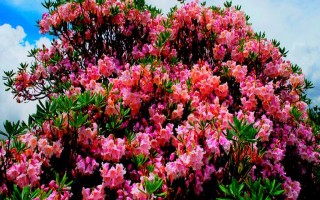 杜鹃花的名贵品种，常见的有映山红、五宝珠等