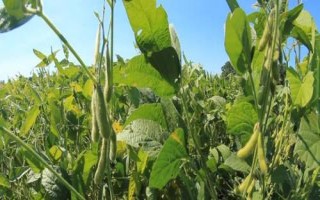 辽豆70大豆种子特征特性,选择中等肥力以上土壤栽培