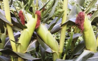益农玉18玉米品种的特性,种植密度不宜过大