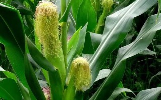 仲糯2号玉米种子简介,高肥力3500株
