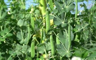 豌豆如何浸泡才能快速发芽，可用温水将种子浸泡至膨胀