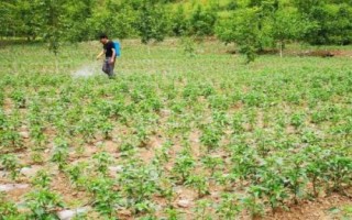 辣椒疫病怎么防治，可与豆科作物轮作