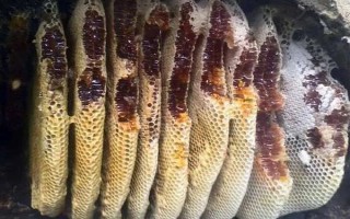 蜂群失王的原因，蜂王患病是最常见的原因