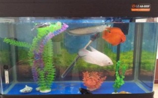 鱼缸漏电对鱼有危害吗,容易导致鱼缺氧