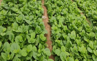 木耳菜苗后除草剂，佳林可湿性粉剂效果好