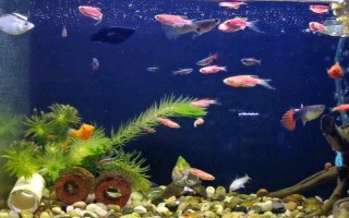 为什么斑马鱼一条接一条死了，可能是水质不佳或温度不合适所致