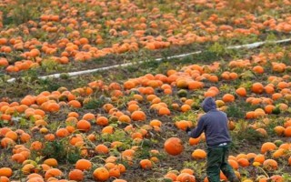 南瓜开花但是不结果怎么办，可以适时摘心、疏密处理