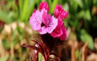 石竹梅的养殖方法,将其放置在室外朝阳的地方养护