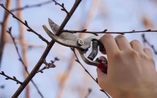 果树冬季清园时间，在12月份左右清园不会伤害植株