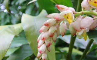 豆蔻的特点，是生活中常见的一种调料